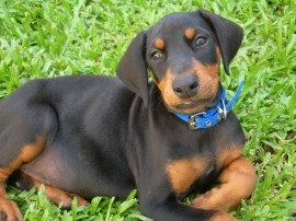 Ana es un cachorro de apenas un año de edad es re buena linda como todos mis demas perros y me cuesta muchisimo cuidarlos pero por suerte vivimos en el campo en una casa de 20 piesas aproximada mente y tienen sufisiente y perfecto espesio para jugar tranguilos por suerte no. Abril.
Ana es un cachorro de apenas un año de edad es re buena linda como todos mis demas perros y me cuesta muchisimo cuidarlos pero por suerte vivimos en el campo en una casa de 20 piesas aproximada mente y tienen sufisiente y perfecto espesio para jugar tranguilos por suerte no. Abril.
