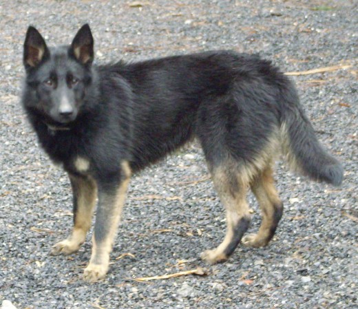 Anouk es mestiza de border collie con p.belga Anouk es mestiza de border collie con p.belga