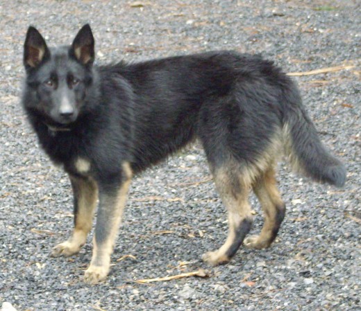 Anouk es mestiza de border collie con p.belga