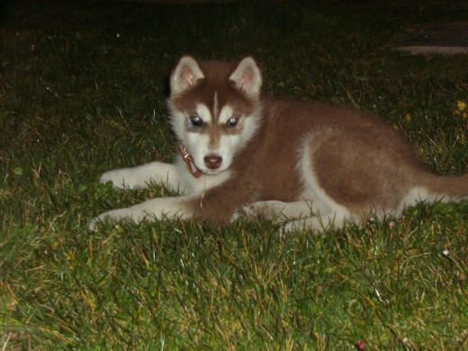 Anuk, 2meses y medio Anuk, 2meses y medio