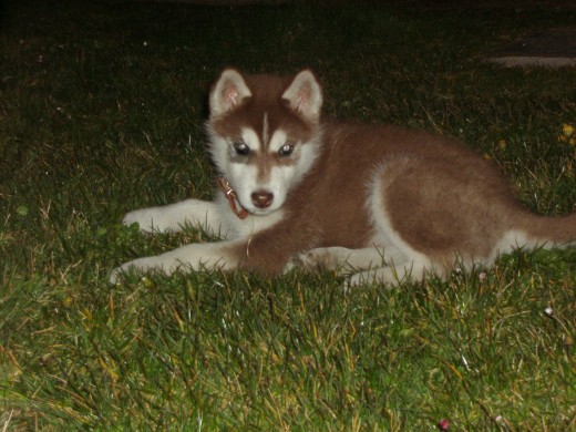 Anuk,  2meses y medio