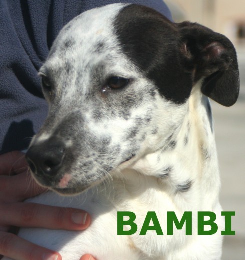 Bambi, dalmata en adopcion. 7 meses de edad