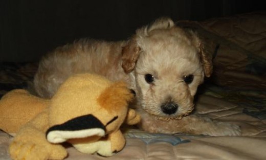  MI CORAZONSITO POOKY  CON SU JUGUETITO.. LO AMO!!... 