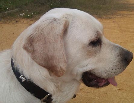 SOY BONGO Y BUSCO HEMBRA EN EL CAMPO DE GIBRALTAR SOY BONGO Y BUSCO HEMBRA EN EL CAMPO DE GIBRALTAR