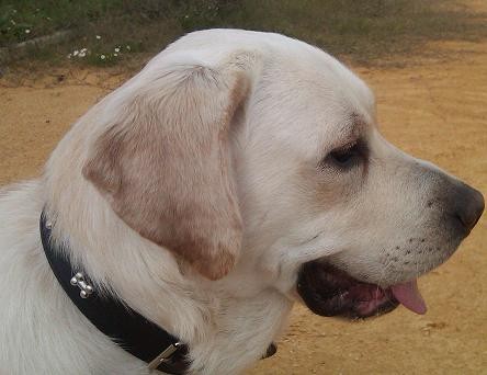 SOY BONGO Y BUSCO HEMBRA EN EL CAMPO DE GIBRALTAR