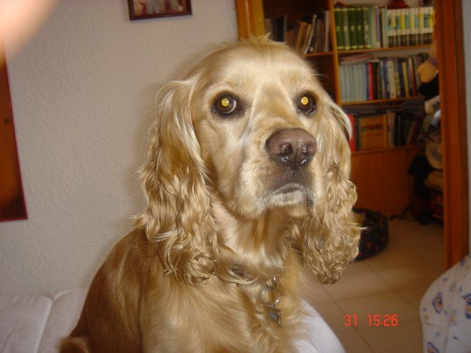 SE PERDIO EN LA UH. CARMEN SERDÁN EL 27 DE MAYO DE 2009, SI ALGUIEN SABE DE ÉL. COMUNÍCATE CONMIGO AL 5840-3097, 04455-3939-5834 SE PERDIO EN LA UH. CARMEN SERDÁN EL 27 DE MAYO DE 2009, SI ALGUIEN SABE DE ÉL. COMUNÍCATE CONMIGO AL 5840-3097, 04455-3939-5834