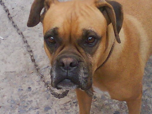 ella es mi bul tiene 5 años es muy chiflada le gusta dormir con migo es muy alegre y leal la quiero mucho es mi bebe ella es mi bul tiene 5 años es muy chiflada le gusta dormir con migo es muy alegre y leal la quiero mucho es mi bebe