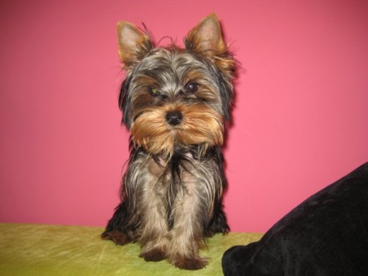 Hola, me llamo Benji , soy de color negro fuego con reflejos plateados. Soy muy cariñoso, educado y jugetón con otros perritos. No ladro nada. Soy pequeñito, peso 2,000 Kg. Tengo muy buen pedigree. Todo demostrable, peso, pedigree,etc... Para más información contactar con mi mami. Besitos, Benji
Hola, me llamo Benji , soy de color negro fuego con reflejos plateados. Soy muy cariñoso, educado y jugetón con otros perritos. No ladro nada. Soy pequeñito, peso 2,000 Kg. Tengo muy buen pedigree. Todo demostrable, peso, pedigree,etc... Para más información contactar con mi mami. Besitos, Benji