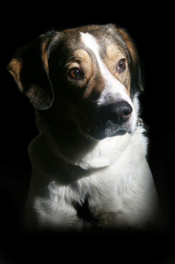 Este perro responde al nombre de Blapi, un macho mezcla con cazador, que nació el 24 de diciembre de 2003 y que actualmente tiene 9 años.
Le gustan los largos paseos por la tierra y el césped, y saludar a otros perros que se encuentra por el paseo, tiende a hacer sus necesidades en los lugares donde mas gente pasa.
Le encantan los huesos de carne, la yema del huevo, las pipas y los pistachos...
No le gusta estar solo ni que le toquen la cola. Sus orejas son sensibles y tiene cosquillas por lo tanto no le gusta que se las toquen.
Es un perro muy obediente aunque a veces le cuesta obedecer cuando va suelto.
Tiene mucho cariño a los miembros de su familia.
Le gustan los perros pequeños y si son hembras mucho mejor. Tiene una novia, una perrita que se llama Lua, aunque lo suyo es un amor a distancia.
Aunque no esta castrado, no tiene hijos.
Le gusta el pienso aunque prefiere que en su plato haya una lata grande de carne.
Se lleva bien con dos tortugas que viven con él.
Blapi tiene dos juguetes favoritos, un trapo que lleva a todas partes con el que juega con sus amos y un peluche de la pantera rosa.
Su rincón favorito es aquél en el que esté colocada su esterilla y donde estén sus amos para hacer compañía en todo momento. También le gusta echarse en el suelo fresquito.
Blapi tiene pánico a los petardos. Su miedo es descomunal ya que les empieza a ladrar y llora constantemente. En este estado es imposible pasearlo porque se sienta en el suelo y no hay quien lo mueva.
Duerme en su esterilla (pero a veces cuando no miran, se sube a la cama).
Blapi sabe sentarse cuando se lo piden, da las dos patitas, y si le presionas mucho también sabe tumbarse cuando se lo decimos. ¡Le encanta el sonido de la armónica! Es mas, siempre que alguien la toca intenta seguir el ritmo con sus ladridos!
Este perro responde al nombre de Blapi, un macho mezcla con cazador, que nació el 24 de diciembre de 2003 y que actualmente tiene 9 años.
Le gustan los largos paseos por la tierra y el césped, y saludar a otros perros que se encuentra por el paseo, tiende a hacer sus necesidades en los lugares donde mas gente pasa.
Le encantan los huesos de carne, la yema del huevo, las pipas y los pistachos...
No le gusta estar solo ni que le toquen la cola. Sus orejas son sensibles y tiene cosquillas por lo tanto no le gusta que se las toquen.
Es un perro muy obediente aunque a veces le cuesta obedecer cuando va suelto.
Tiene mucho cariño a los miembros de su familia.
Le gustan los perros pequeños y si son hembras mucho mejor. Tiene una novia, una perrita que se llama Lua, aunque lo suyo es un amor a distancia.
Aunque no esta castrado, no tiene hijos.
Le gusta el pienso aunque prefiere que en su plato haya una lata grande de carne.
Se lleva bien con dos tortugas que viven con él.
Blapi tiene dos juguetes favoritos, un trapo que lleva a todas partes con el que juega con sus amos y un peluche de la pantera rosa.
Su rincón favorito es aquél en el que esté colocada su esterilla y donde estén sus amos para hacer compañía en todo momento. También le gusta echarse en el suelo fresquito.
Blapi tiene pánico a los petardos. Su miedo es descomunal ya que les empieza a ladrar y llora constantemente. En este estado es imposible pasearlo porque se sienta en el suelo y no hay quien lo mueva.
Duerme en su esterilla (pero a veces cuando no miran, se sube a la cama).
Blapi sabe sentarse cuando se lo piden, da las dos patitas, y si le presionas mucho también sabe tumbarse cuando se lo decimos. ¡Le encanta el sonido de la armónica! Es mas, siempre que alguien la toca intenta seguir el ritmo con sus ladridos!