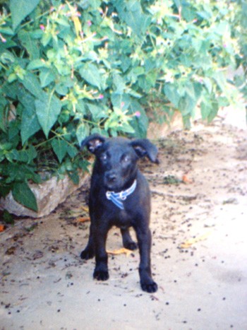 Bonguito era tan pequeñito que tenía que tener cuidado de no pisarlo, ya que las baldosas de la cocina y de corredor eran negras igual que él. 