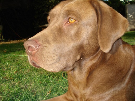 Bruna a los 4 años. Excelente madre de 2 lechigadas. Todos bellos y sanos Bruna a los 4 años. Excelente madre de 2 lechigadas. Todos bellos y sanos