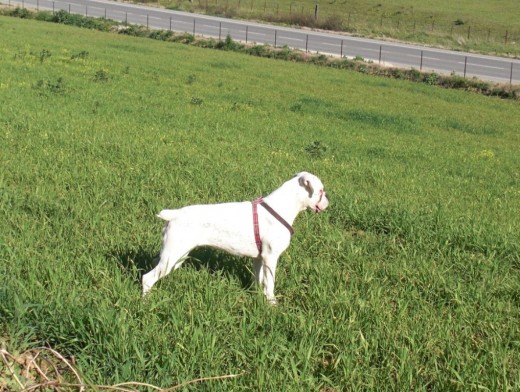 dando un paseo en el campo