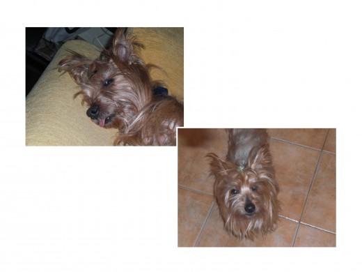 muy buen perro muy buen perro