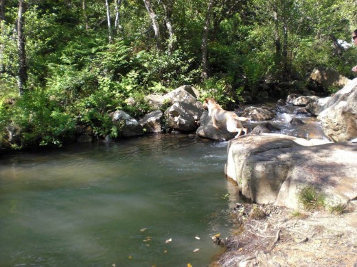 Saltando al agua