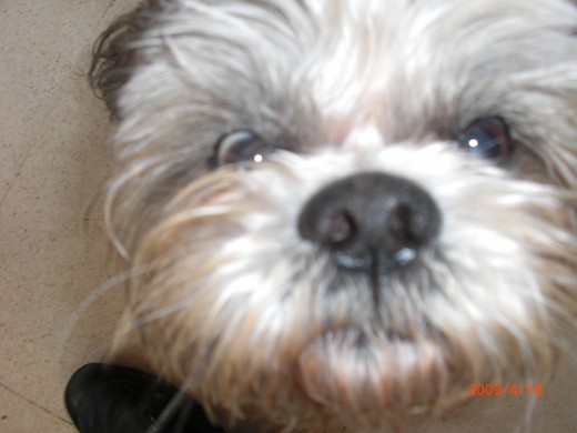 Soy una mascota; algunos dicen que soy perro y otros creen que soy mezcla de perro y gato.
Soy perezoso y muy pasota, alegre y muy sociable.
Me gusta comer y dormir, juego poco porque me canso...
Soy un Shih Tzu de origen chileno, nací en Santiago de Chile, de padre Champion. Vivo en Sevilla desde hace 2 años, me trajo mi dueño. Soy una mascota; algunos dicen que soy perro y otros creen que soy mezcla de perro y gato.
Soy perezoso y muy pasota, alegre y muy sociable.
Me gusta comer y dormir, juego poco porque me canso...
Soy un Shih Tzu de origen chileno, nací en Santiago de Chile, de padre Champion. Vivo en Sevilla desde hace 2 años, me trajo mi dueño.