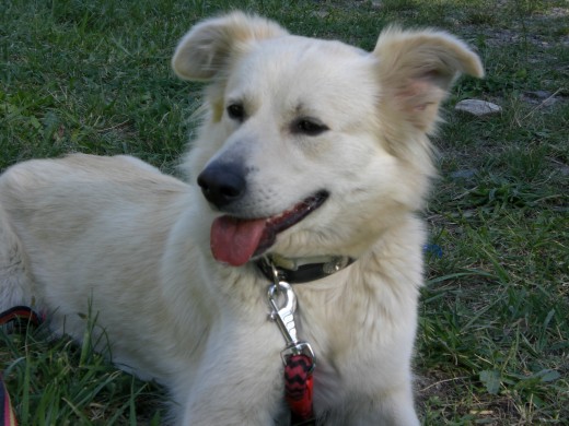 Me llamo Lluna. Mis papas me adoptaron con un año y medio de una perrera y, desde entonces, no he parado de hacer amigos. Aunque no soy de raza, soy muy bonita y super cariñosa (mi saludo: un buen beso). En la calle, a veces soy un poco trasto, me cuesta ser siempre obediente. Mis papas me llevan cada día a la montaña para que me canse y juegue con otros perros. Agradezco mucho que mis papas me dieran una segunda oportunidad, ya que vivir en una perrera es un poco rollo... Me llamo Lluna. Mis papas me adoptaron con un año y medio de una perrera y, desde entonces, no he parado de hacer amigos. Aunque no soy de raza, soy muy bonita y super cariñosa (mi saludo: un buen beso). En la calle, a veces soy un poco trasto, me cuesta ser siempre obediente. Mis papas me llevan cada día a la montaña para que me canse y juegue con otros perros. Agradezco mucho que mis papas me dieran una segunda oportunidad, ya que vivir en una perrera es un poco rollo...