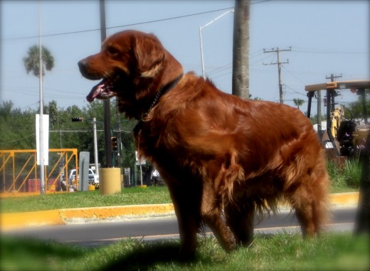 Fluke en el parque...
