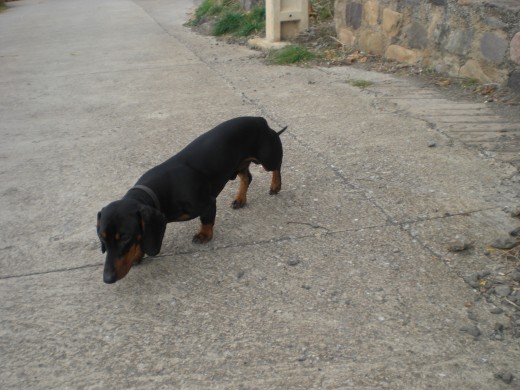 De paseito De paseito
