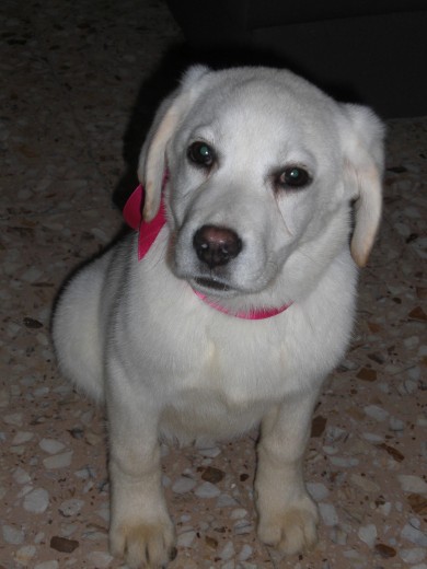 El día que LLEGO A Casa Meses Con cuatro El día que LLEGO A Casa Meses Con cuatro