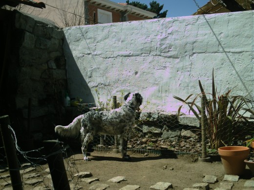  Edgard cazando lagartijas...