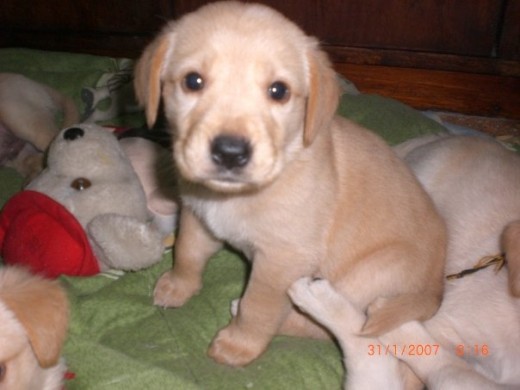 Me llamo Caramelo soy una linda Labrador Retriever Me llamo Caramelo soy una linda Labrador Retriever