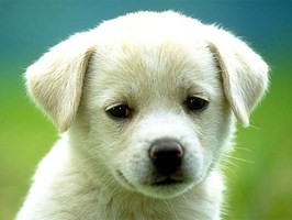 este perro es cruce de pastor aleman con otro perrito que no se