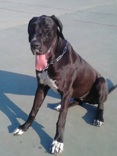 Cloe