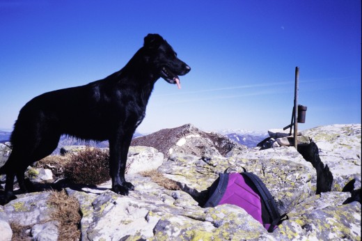 Esta es DANA, mestiza y madre de MATIAS. Muy montañera. Ahí está en el Collao ZORRO con Picos de Europa al fondo. unos 2150 mts. aprox.
Aficiones : El agua y salir campo a través detrás de cualquier rastro. Falleció con 6 años.