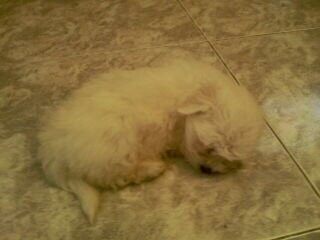 tiene 4 meses, es blanca y como pueden ver es muy pequña