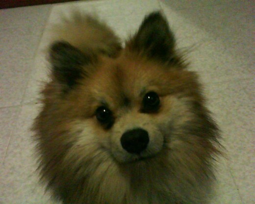 Se llama leo, es cariñoso,divertido y le encanta jugar ademas de salir a la calle, AM!! Y busca novia :) Se llama leo, es cariñoso,divertido y le encanta jugar ademas de salir a la calle, AM!! Y busca novia :)