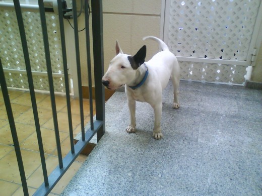 BULL