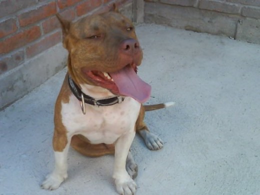 rento perro para montas rento perro para montas
