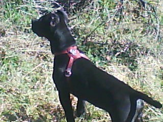 AQUI MI APOLITO CUANDO FUIMOS DE VACA A OVALLE CON SU MIRADA ATENTA HACIA UNOS PERROS AQUI MI APOLITO CUANDO FUIMOS DE VACA A OVALLE CON SU MIRADA ATENTA HACIA UNOS PERROS