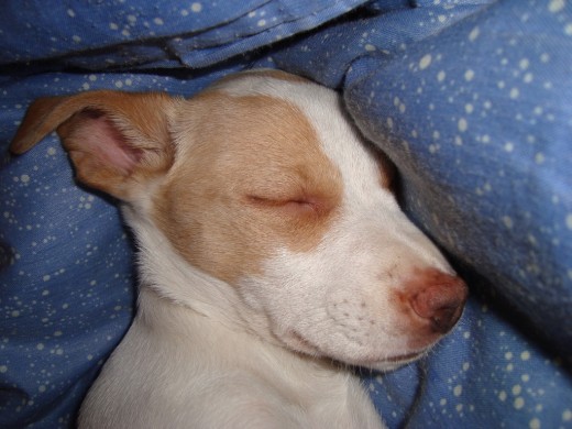 Yuki durmiendo en mi cama