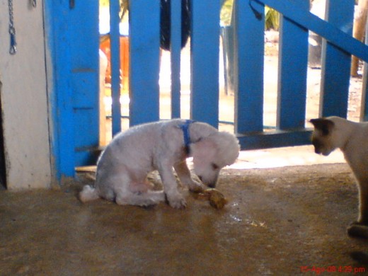 A baby no le gusta las cabezas de pollo, si n miren como las ve; jejeje