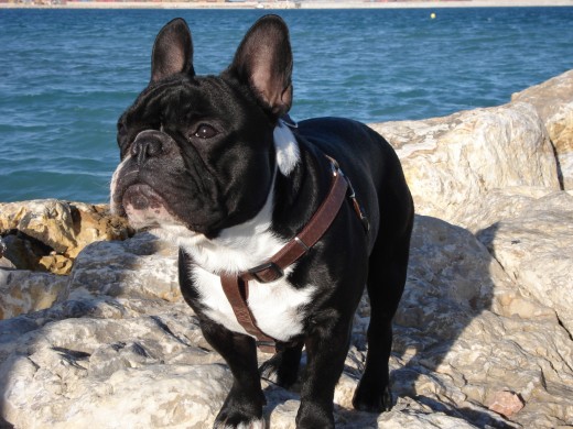 q os parece dando un paseo por la playa