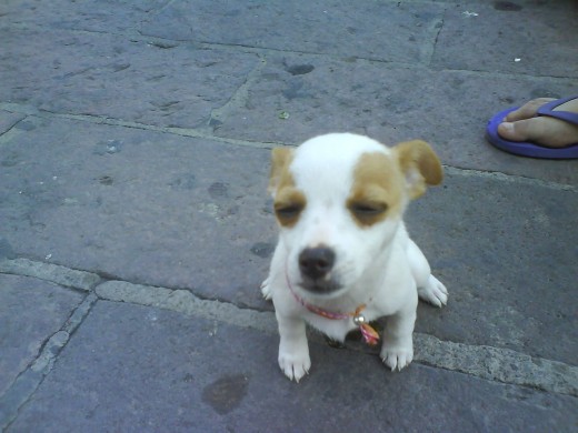 esta meditandO en un momento de nerviosS XDD
iii muy jugetona y toda tontuela esta meditandO en un momento de nerviosS XDD
iii muy jugetona y toda tontuela