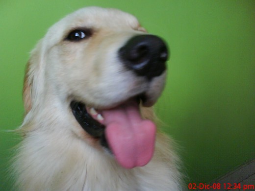 QUE TAL LA POSE CHURRO CIERTO