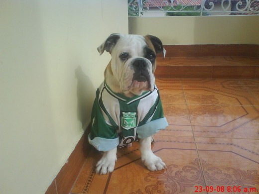 Fiel hincha del Nacional como mi papà