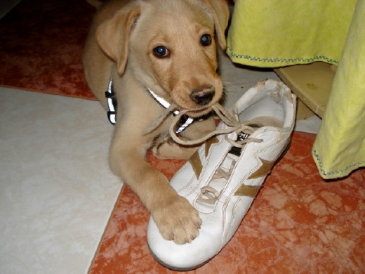 Mordiendo una zapatilla (3 meses)