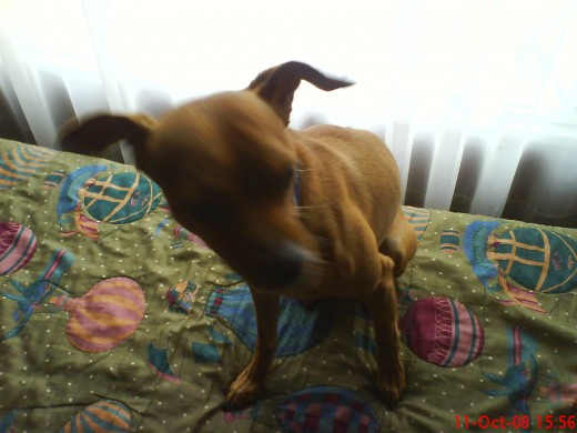 El es Tony hijo de mi hermano