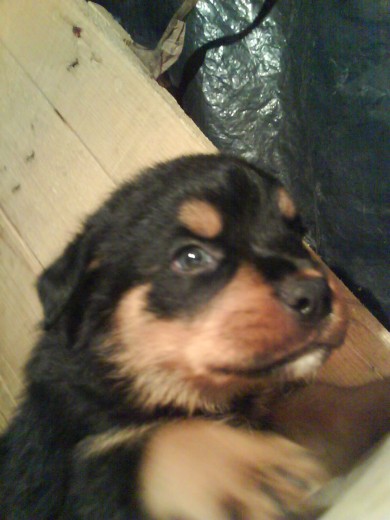 Pues como pueden ver apenas es una cachorrita Rottweiler Aleman su edad es de apenas 5 semanas Pues como pueden ver apenas es una cachorrita Rottweiler Aleman su edad es de apenas 5 semanas