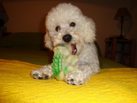 Aca esta Layus con su Coco, y anda buscando una novia hermosa, para tener cachorritos.