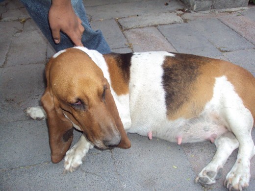 molly lamentablemente fallesio en hora de parto teniendo 11 perritos y hasta la fecha viven 8 cachorritos bien bonitos.
Murio a causa de que le tubieron que aser seasaria pues se le rompio la matris...
No aguanto y dejo guerfanos a los perritos dejandolos con una nana(nodrisa)
Ella tan solo tenai 4 años de edad
y la estrañamos mucho