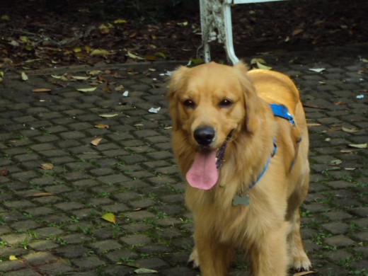 Robin en el parque