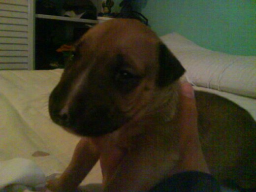 MOMO CUANDO VINO A CASA CON 20 DIAS DE VIDA