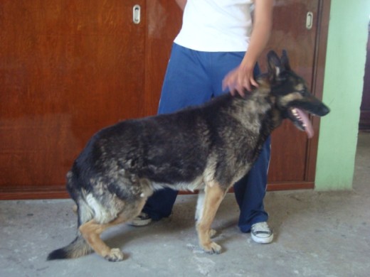 Este es  mi perro pastor aleman de pelaje oscuro 