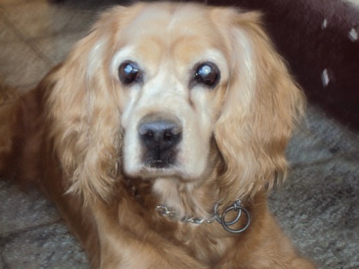 Este Hale Boop un perrito que llego junto al cometa del mismo nombre hoy ya cumplio 15 años humanos y está ciego pero es un perro lindo. aprendio a hacer maromas a saltar el aro, atrapar objeto en el aire y es un magnifico nadador