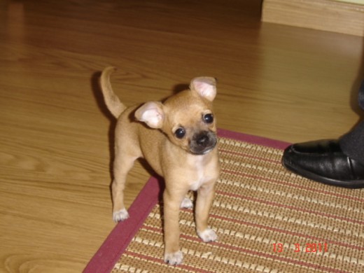 Nena con 8 semanas