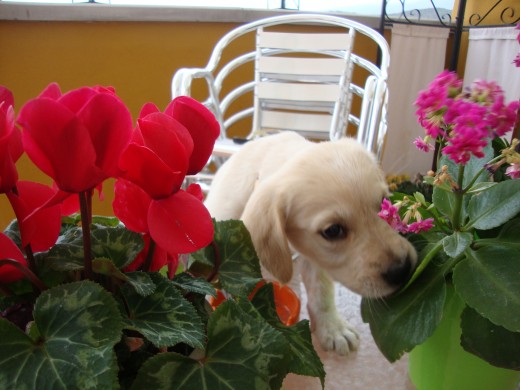 DAKOTA ESTA DESCUBRIENDO LAS PLANTAS